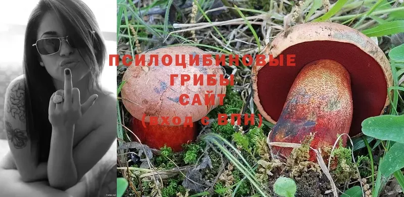 продажа наркотиков  Борзя  Псилоцибиновые грибы Psilocybe 